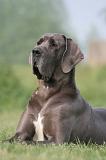 DOGUE ALLEMAND 579